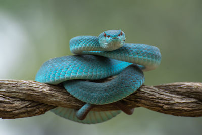 Trimeurus insularis blue is a venomous snake from indonesia