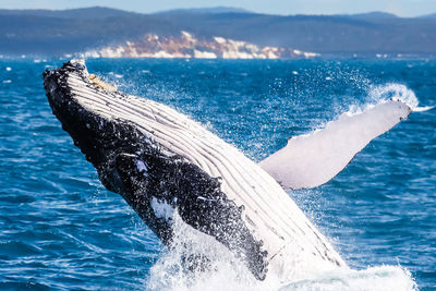 Close-up of whale in sea