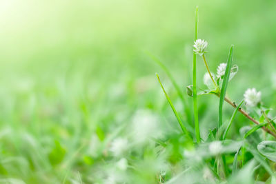 Close-up of flowering plants on field