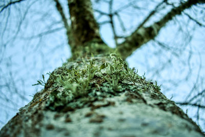 Close-up of moss on tree trunk