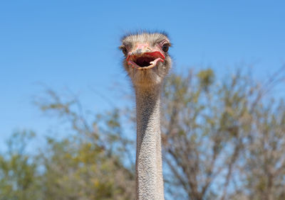 ostrich