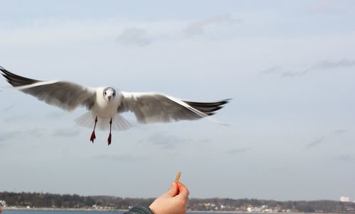 Close-up of seagull flying against sky