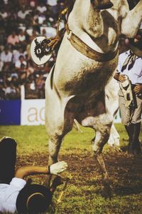 Close-up of goat in field
