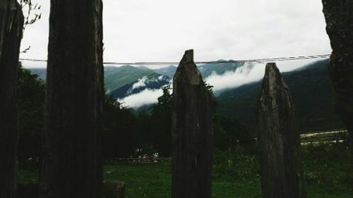 Panoramic shot of trees on landscape against sky