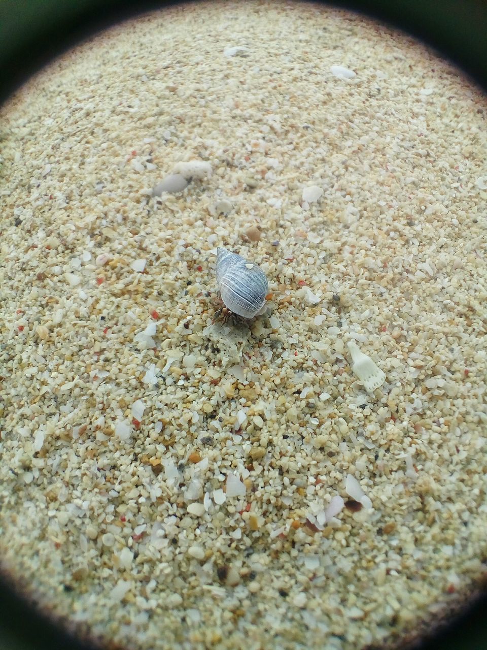 HIGH ANGLE VIEW OF CRAB ON BEACH