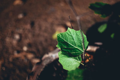 Close-up of small plant