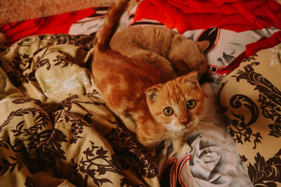 Portrait of cat lying down on bed