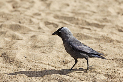 Bird perching on a sand