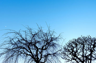 Low angle view of bare trees against clear blue sky