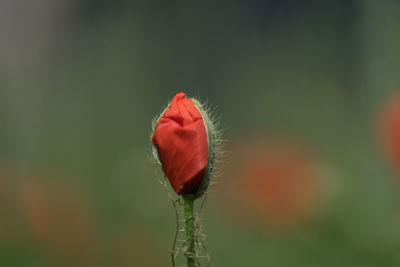 Close-up of red poppy flower