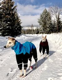View of dogs on snow field against sky