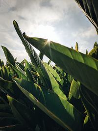 Close-up of green leaves on field against sky