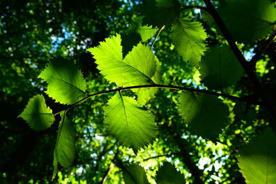 Close-up of green leaves