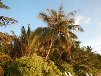 Low angle view of palm trees against sky