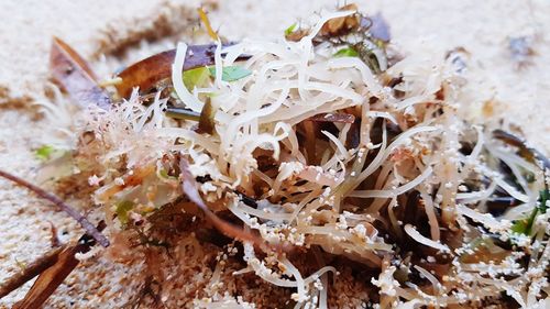 High angle view of chopped bread on wood