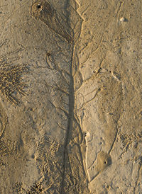 High angle view of footprints on sand