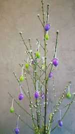Close-up of purple flowers