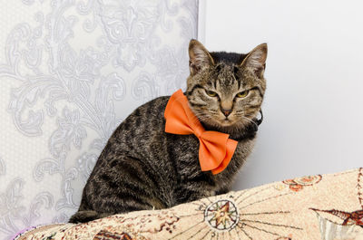 Gloomy tabby cat with a bow at the neck looks into the camera