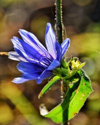 Close-up of insect on flower