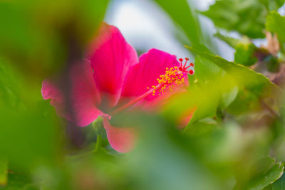 Close-up of pink hibiscus flower