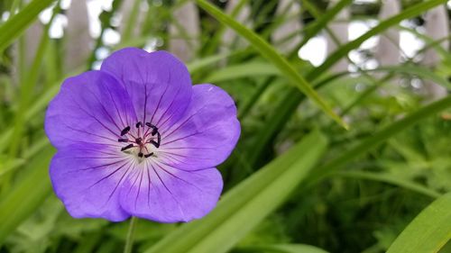 Close-up of purple flower