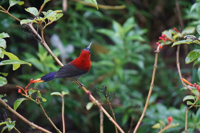 Bird perching on a branch