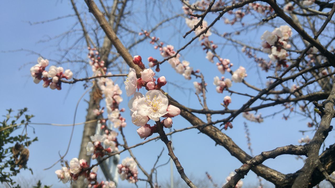 APPLE BLOSSOMS IN SPRING