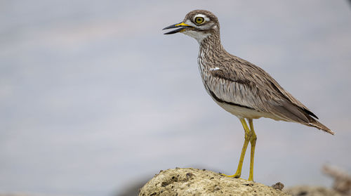 Close-up of bird perching on rock