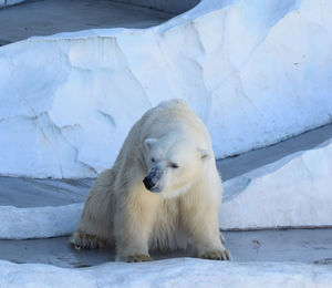 White polar bear