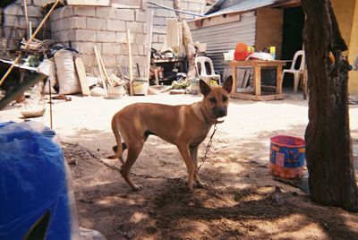 Dog standing in backyard