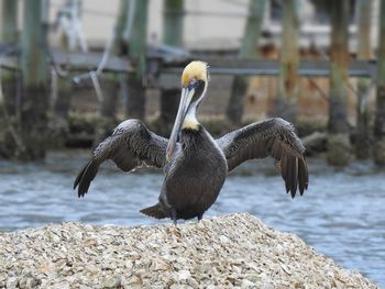 Pelican on rocks