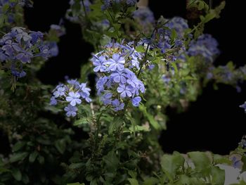 Close-up of purple flowering plants in park