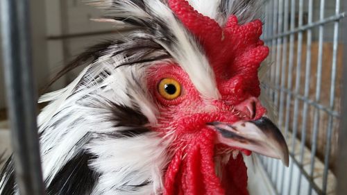 Close-up of cockerel in cage