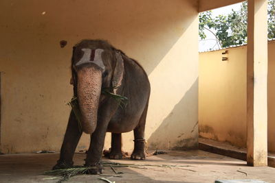 Elephant standing against wall