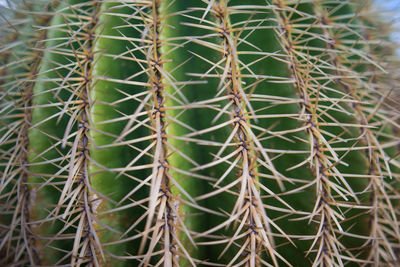 Close-up of cactus plant