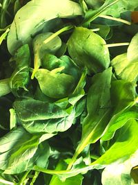 Close-up of green leaves in market