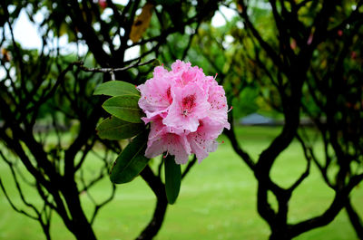 Close-up of pink flower blooming outdoors