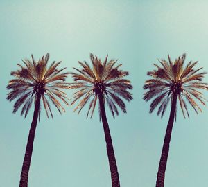 Low angle view of palm trees against sky