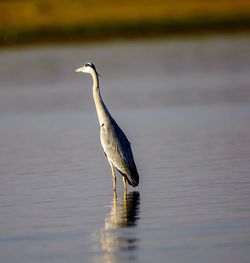 View of a bird on a lake