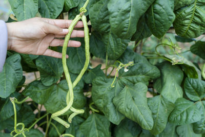 Hand holding snake beans in organic garden