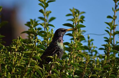 Bird perching on a plant