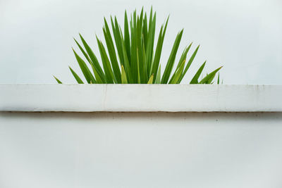 Close-up of plant