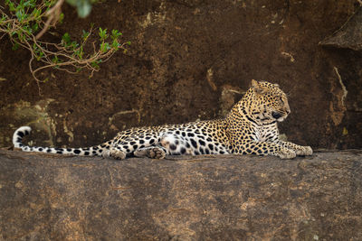 Leopard lies on rocky ledge looking ahead