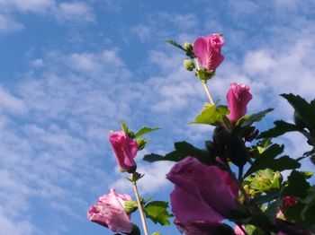 Close-up of pink rose against sky