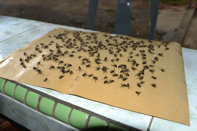 High angle view of insect on table