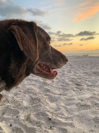 Close-up of a dog on beach