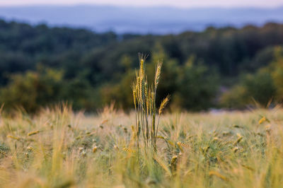 Close-up of wheat growing on field against sky