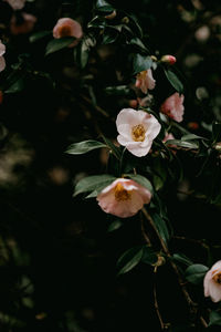 Close-up of white flowering plant