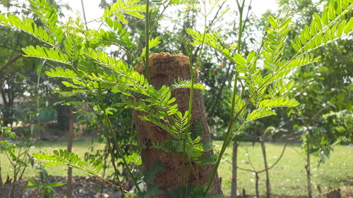 Close-up of lizard on plant in forest