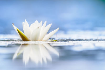 Close-up of white flowering plant